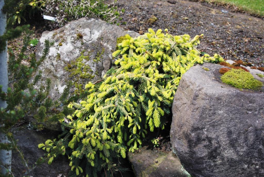 Picea abies 'Gold Drift'