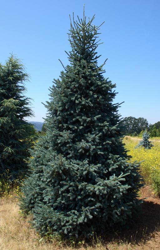 Picea abies 'Paul's Select'