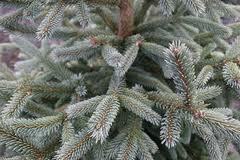 Picea abies 'Paul's Select'