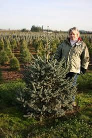 Picea abies 'Paul's Select'