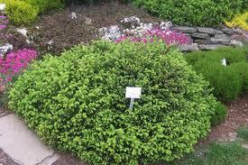 Picea abies 'Pumila'