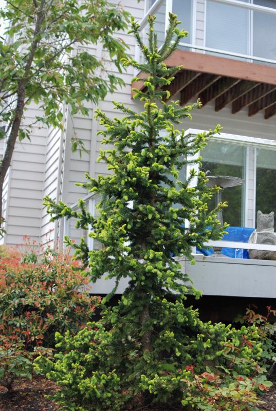 Picea abies 'Suncrest Pyramid'