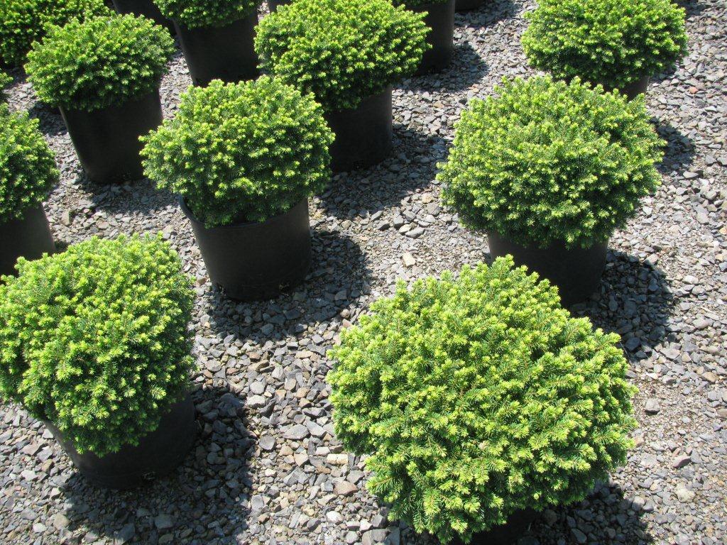 Picea abies 'Little Gem'