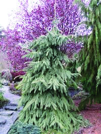 Picea engelmannii 'Bush's Lace'