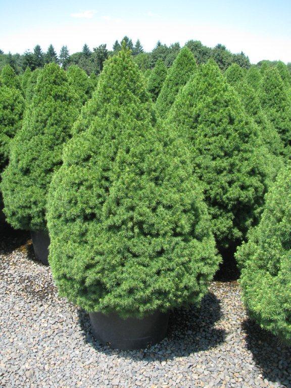 Picea glauca 'Conica'