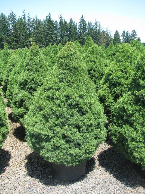 Picea glauca 'Conica'