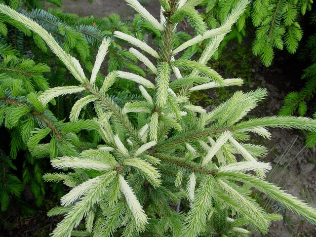 Picea glauca 'Dent'