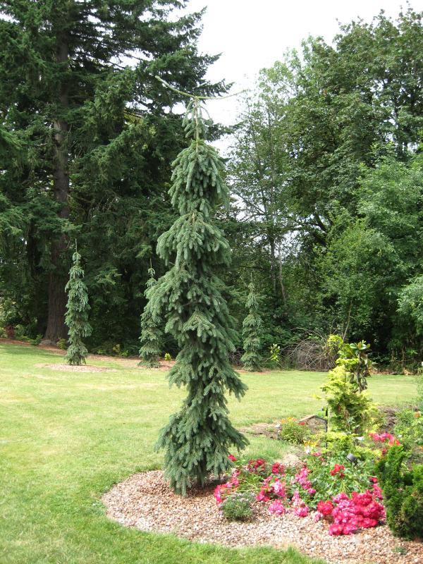 Picea glauca 'Pendula'