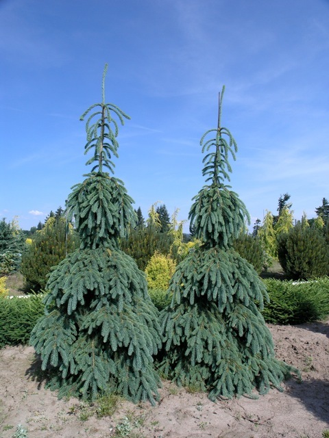 Picea glauca 'Pendula'