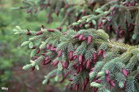 Picea glauca var. densata