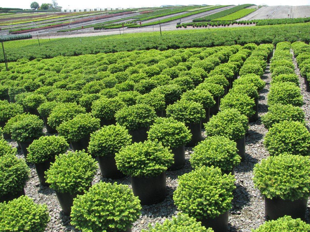 Picea abies 'Little Gem'