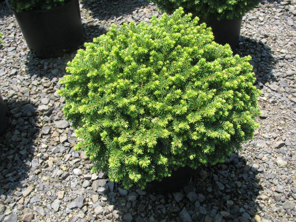 Picea abies 'Little Gem'