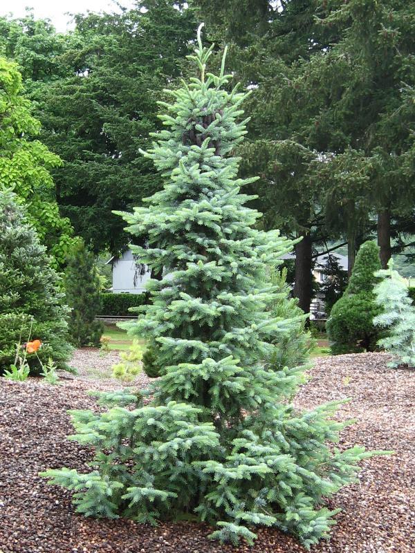 Picea omorika 'Bruns'