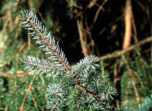 Picea omorika
