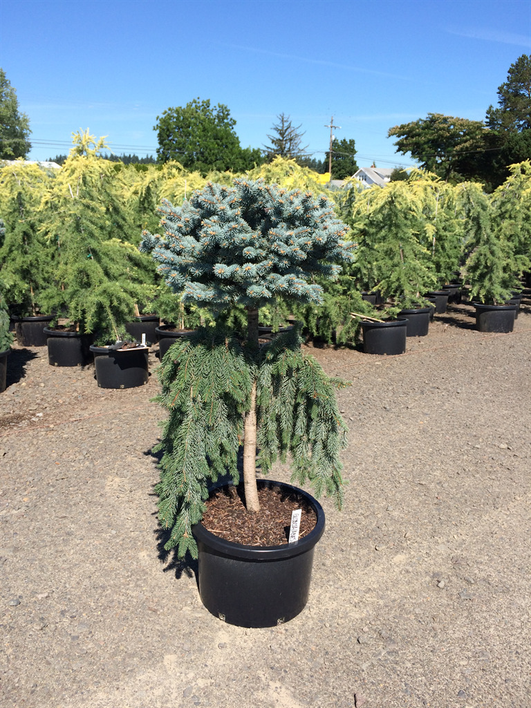 Picea pungens 'Glauca Globosa' Std.