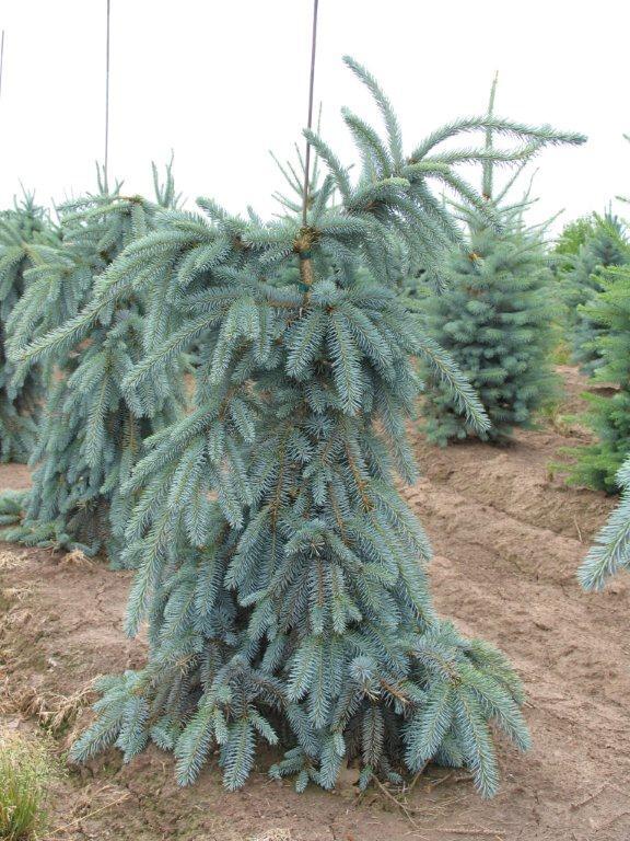 Picea pungens 'The Blues'