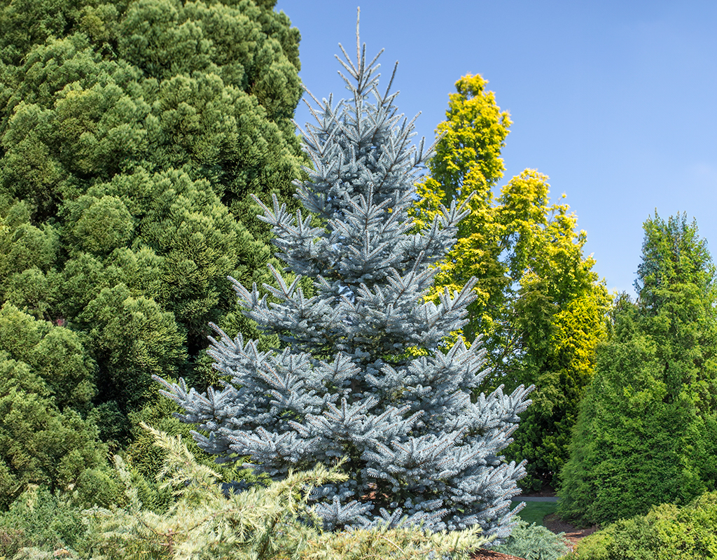 Picea pungens 'Bonny Blue' courtesy of Iseli Nursery