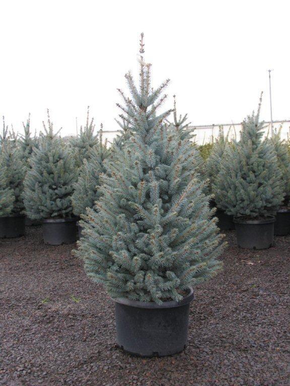 Picea pungens 'Fat Albert'