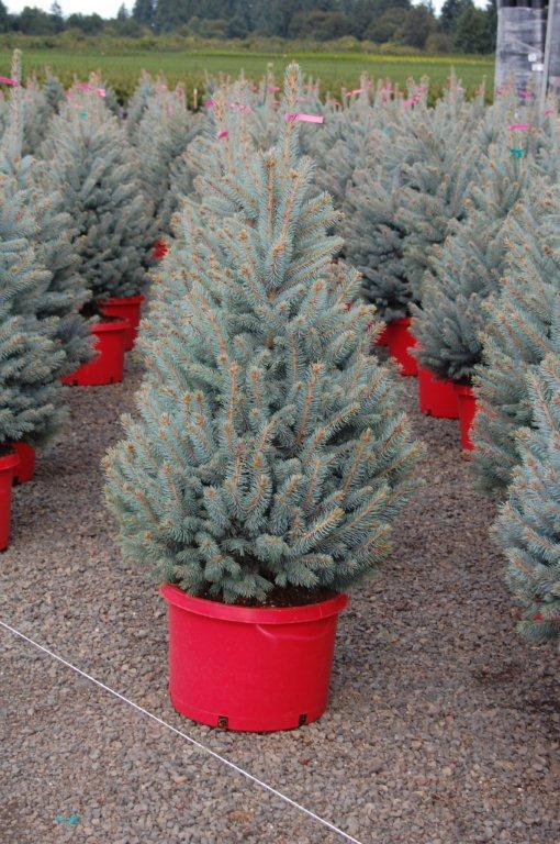 Picea pungens 'Fat Albert'