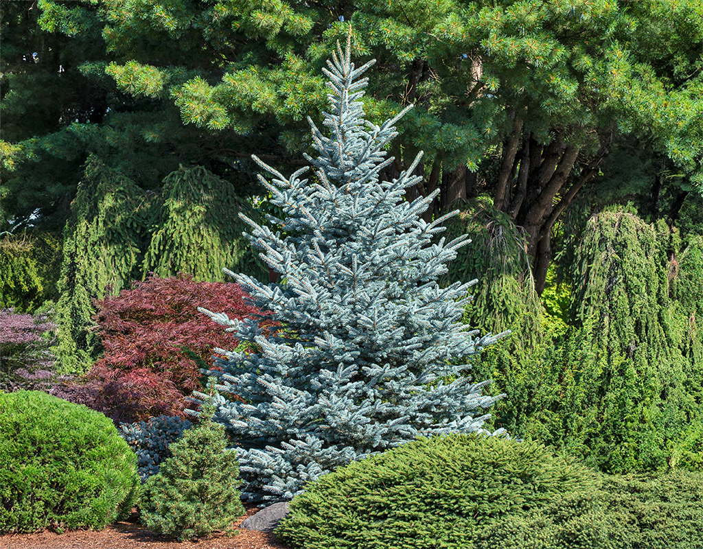 Picea pungens 'Fat Albert'