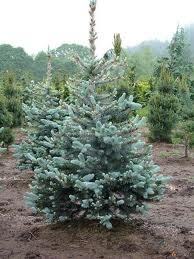 Picea pungens 'Bacheri'