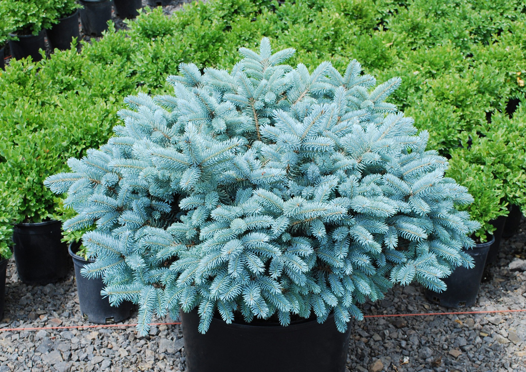 Picea pungens 'Glauca Globosa'