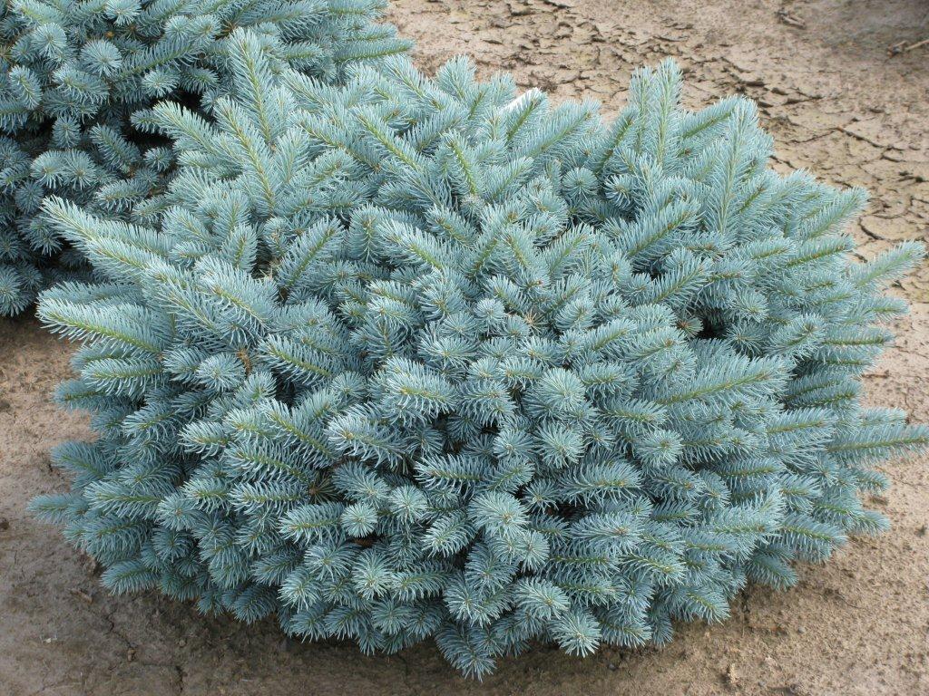Picea pungens 'Globosa'