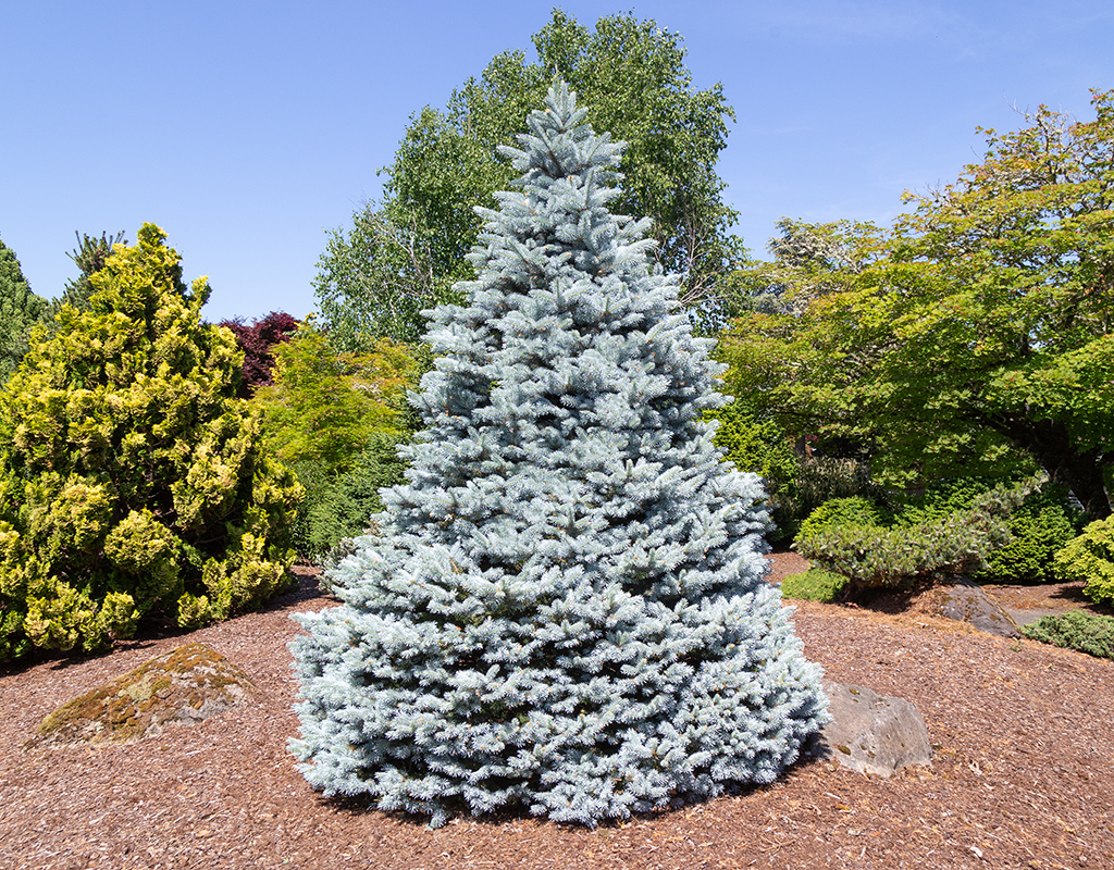 Picea pungens ‘INMoHoop’ PP 34883 (Monty® Blue Spruce) courtesy of Iseli Nursery
