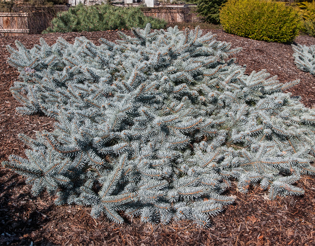 Picea pungens 'Procumbens' courtesy of Iseli Nursery
