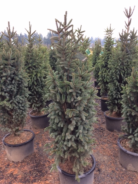 Picea abies fastigiata 'Slim Jim'