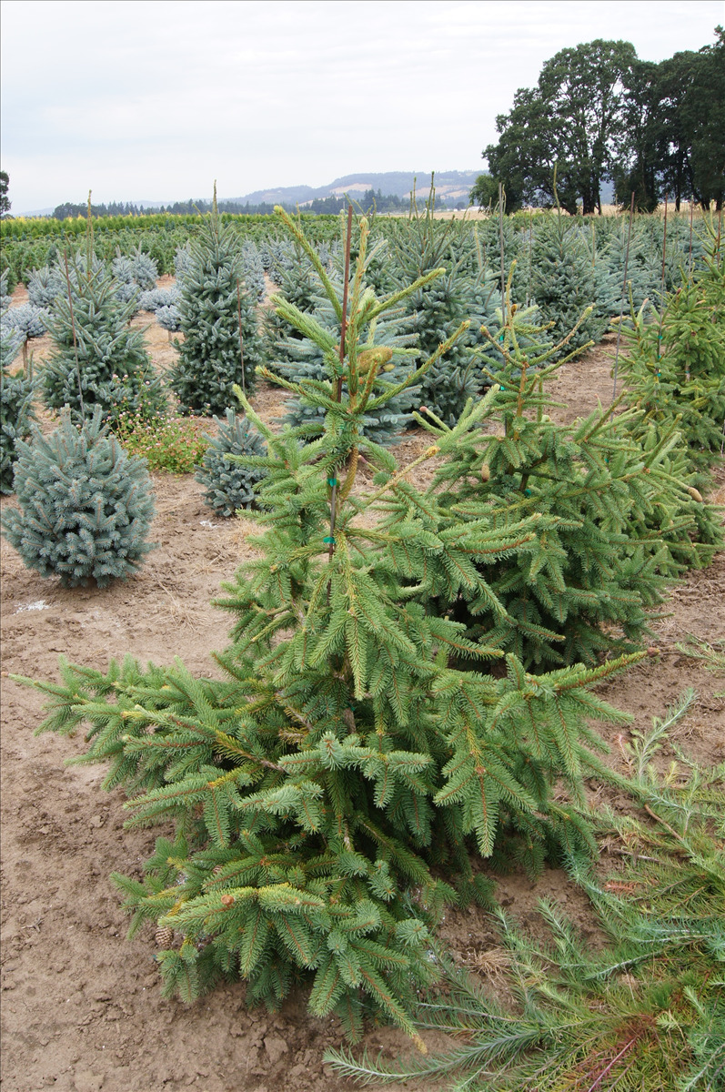 Picea abies 'Acrocona'