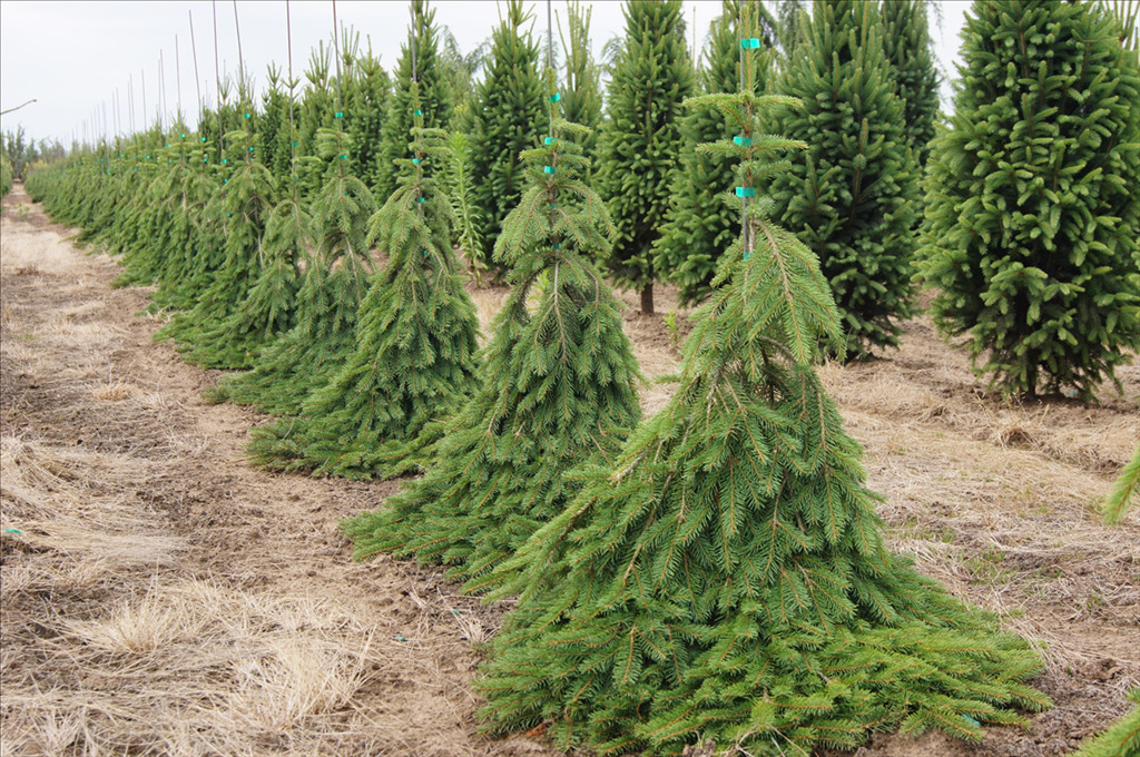 Picea abies 'Formánek'