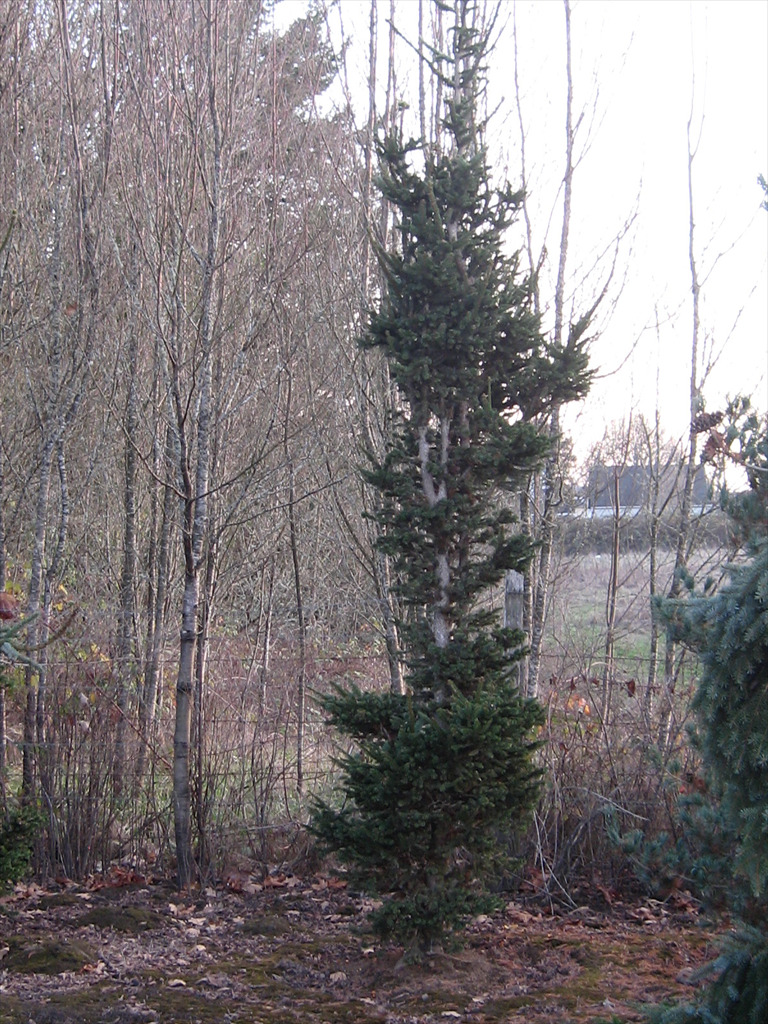 Picea abies 'Hillside Upright'