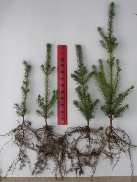 Picea abies