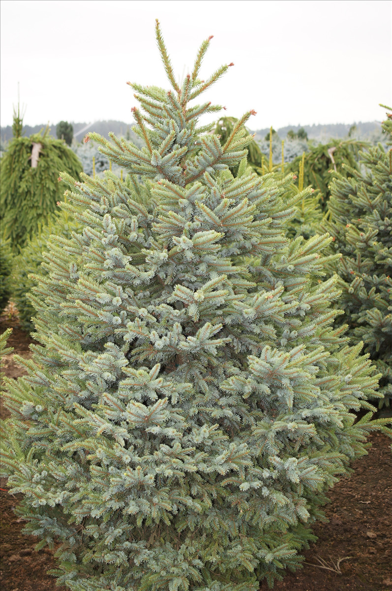Picea bicolor 'Howell's Dwarf'
