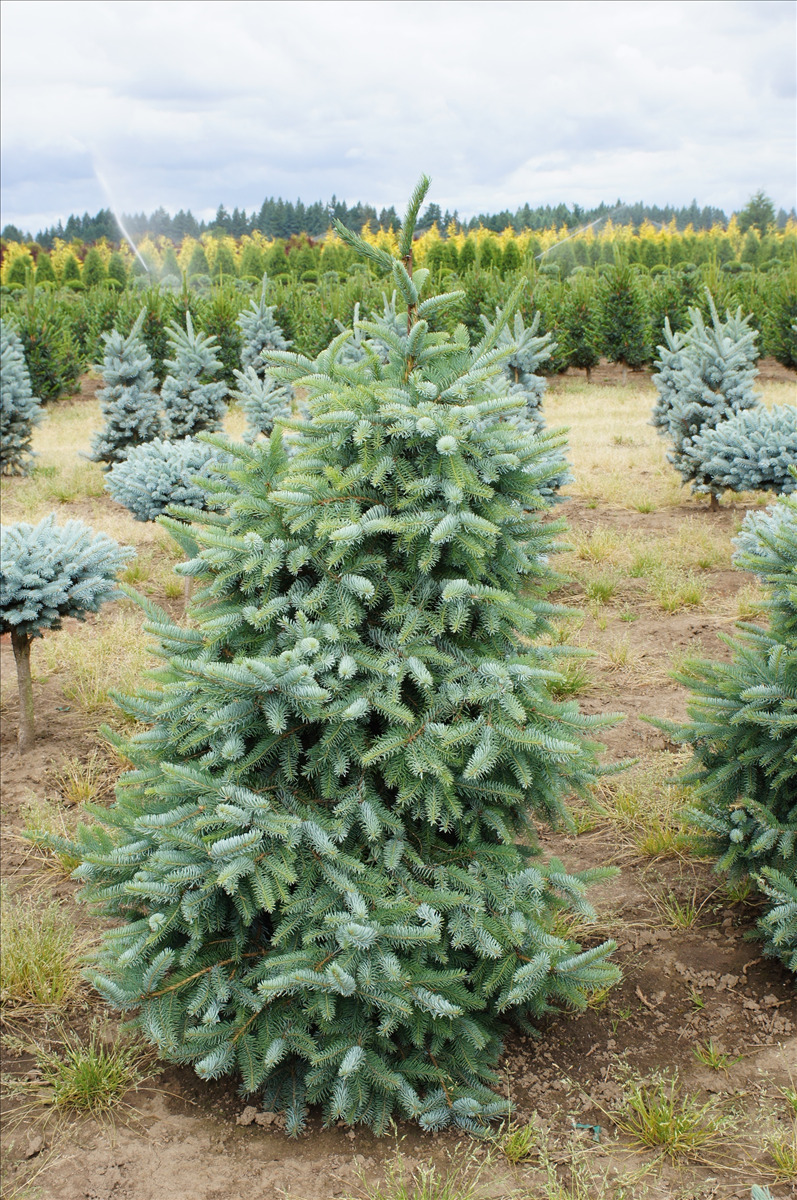 Picea omorika 'Bruns'