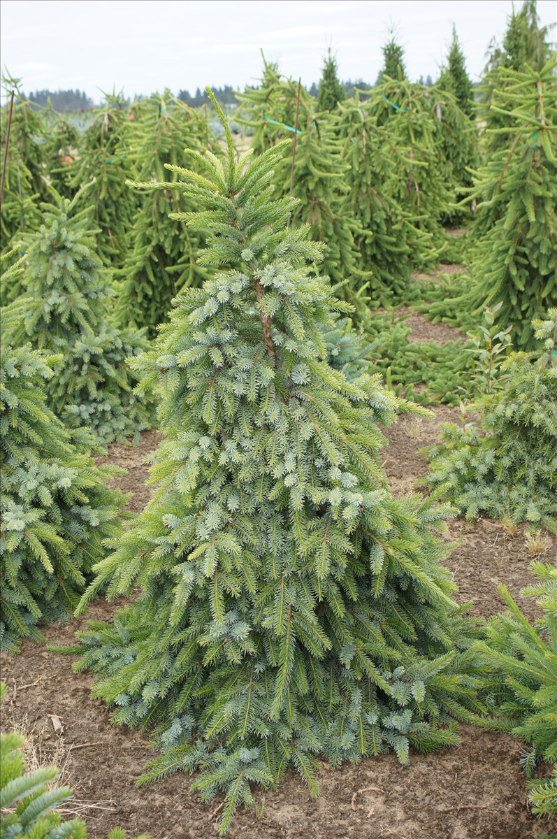 Picea omorika 'Pendula Bruns'