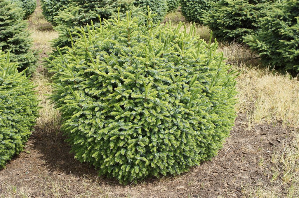 Picea omorika 'Nana'