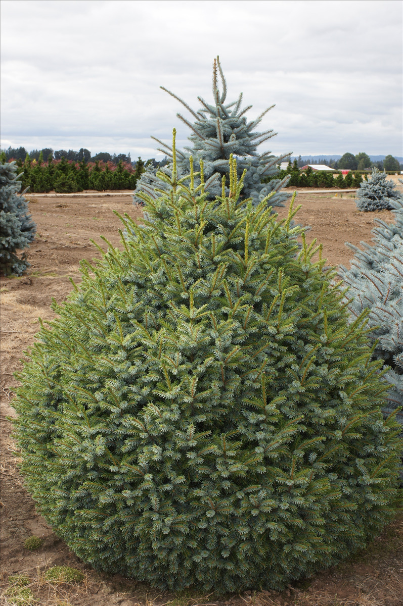 Picea omorika 'Nana'
