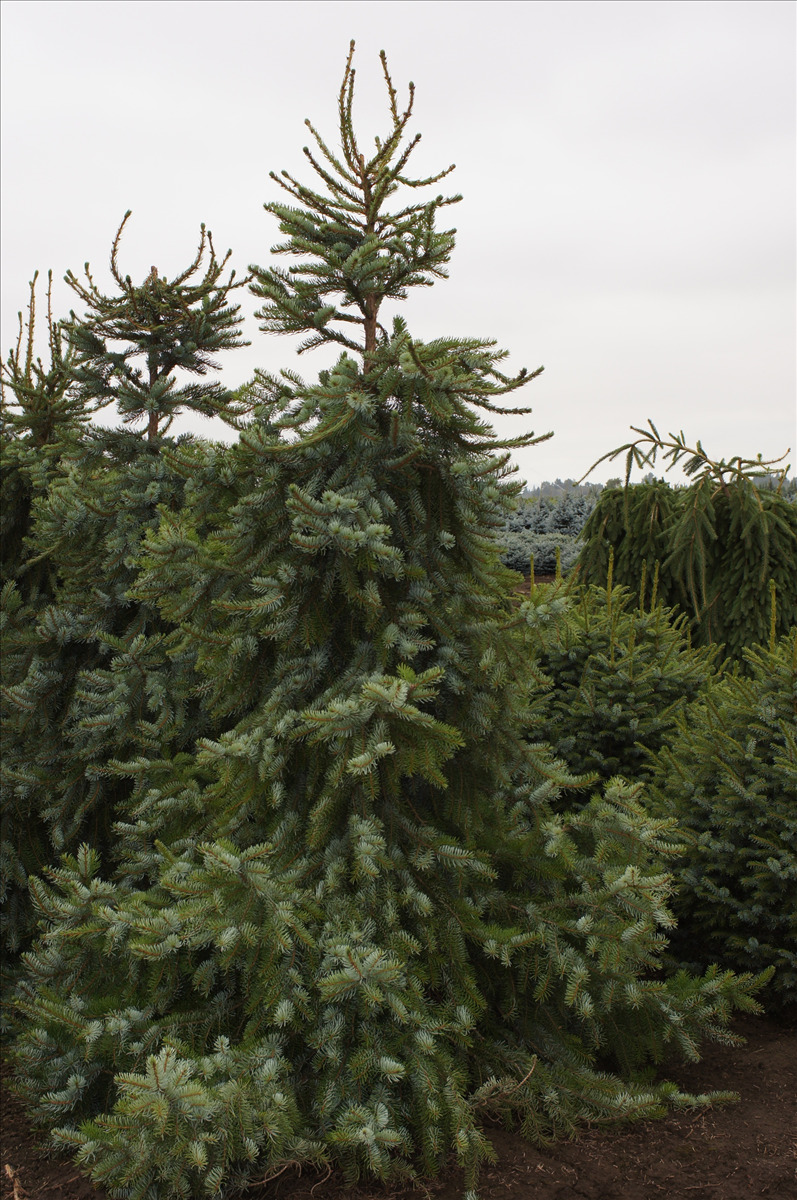 Picea omorika 'Pendula'