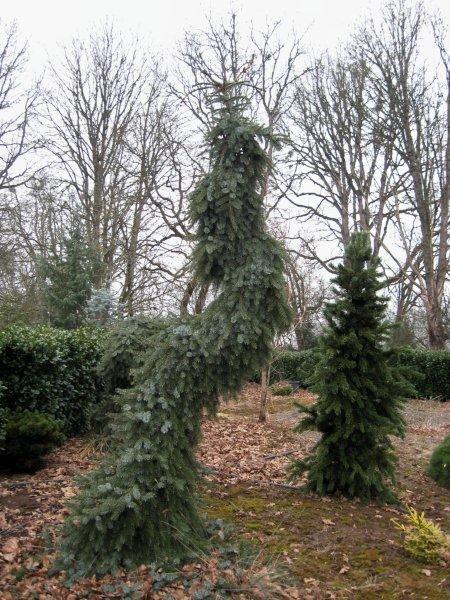 Picea omorika 'Pendula Bruns'