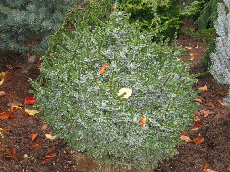 Picea omorika 'Pimoko'