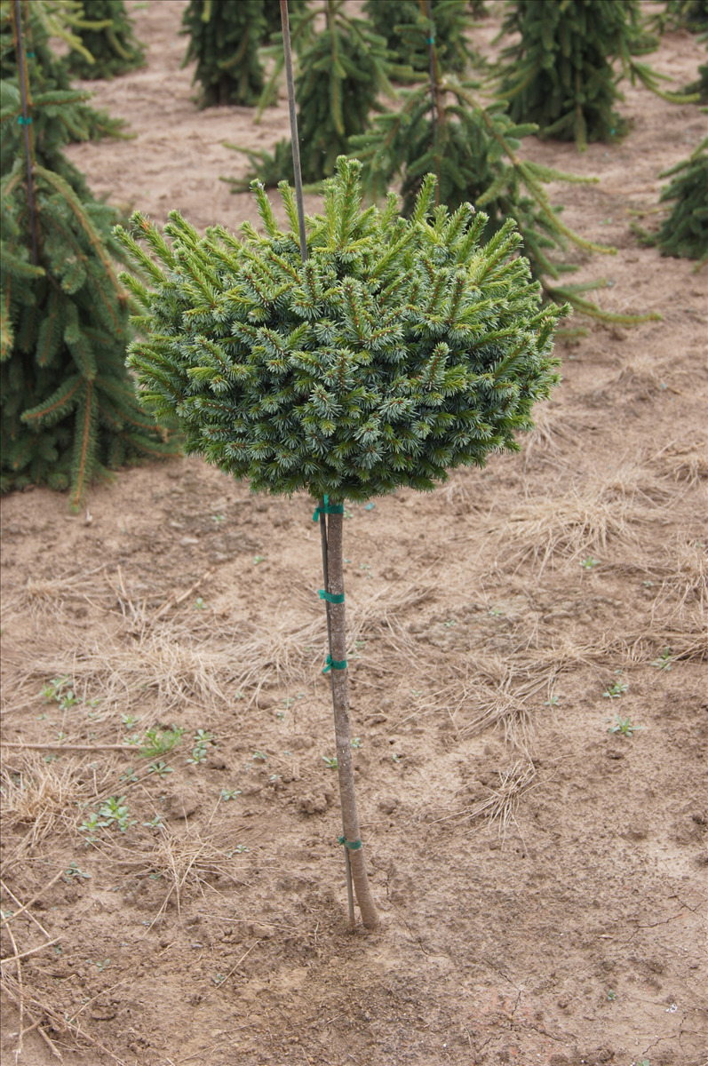 Picea omorika 'Pimoko'