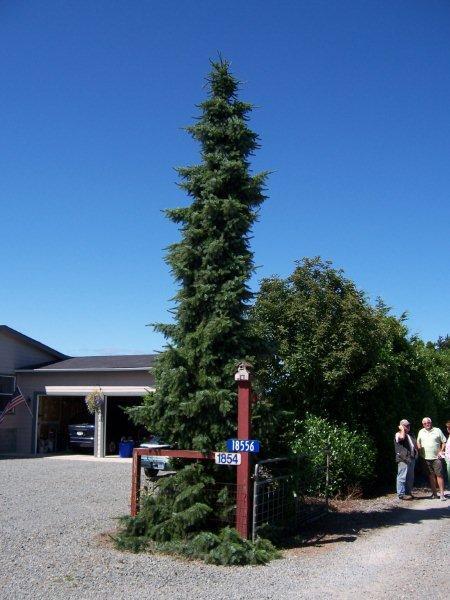 Picea omorika 'Skytrails'