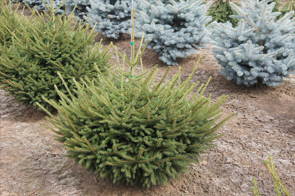 Picea orientalis 'Nigra Compacta'