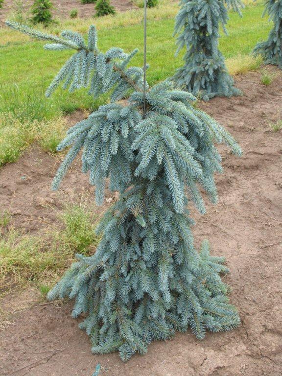 Picea pungens 'The Blues'