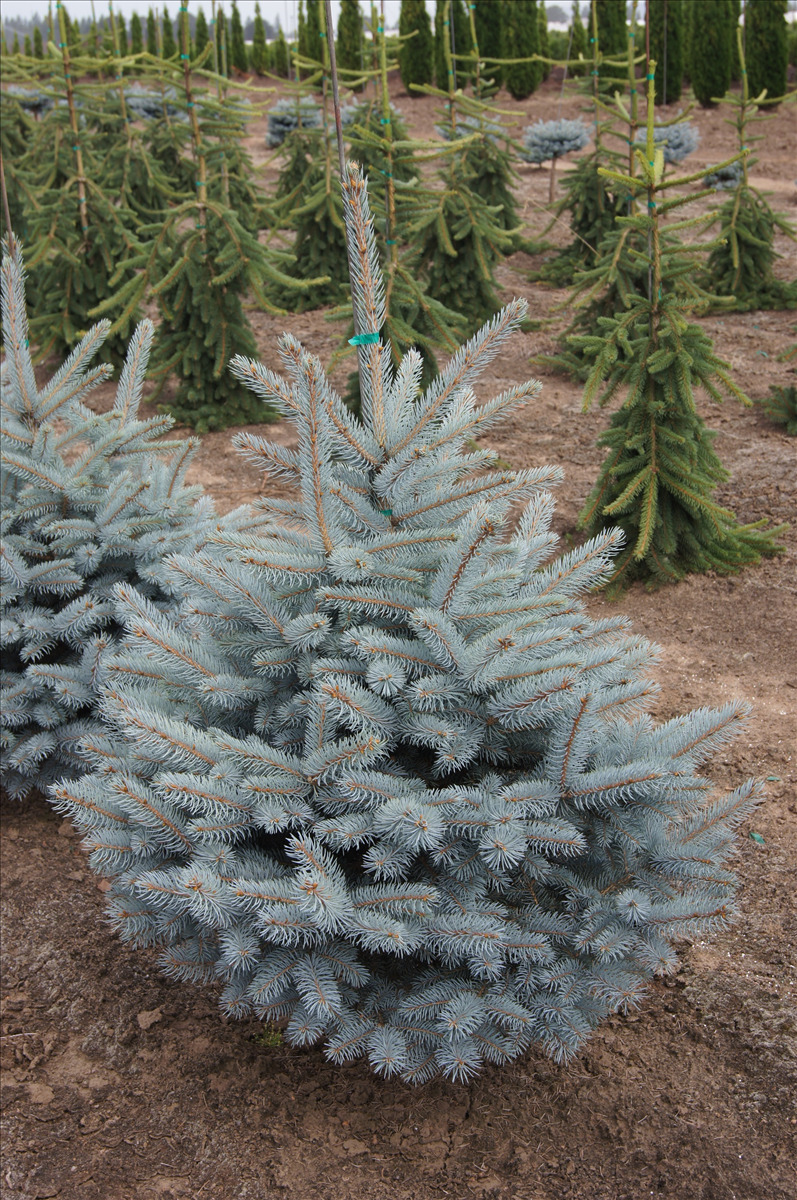 Picea pungens 'Baby Blue Eyes'