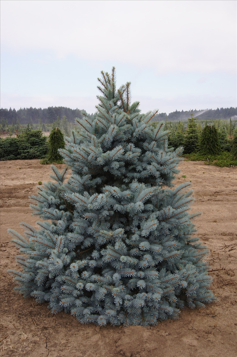 Picea pungens 'Bacheri'