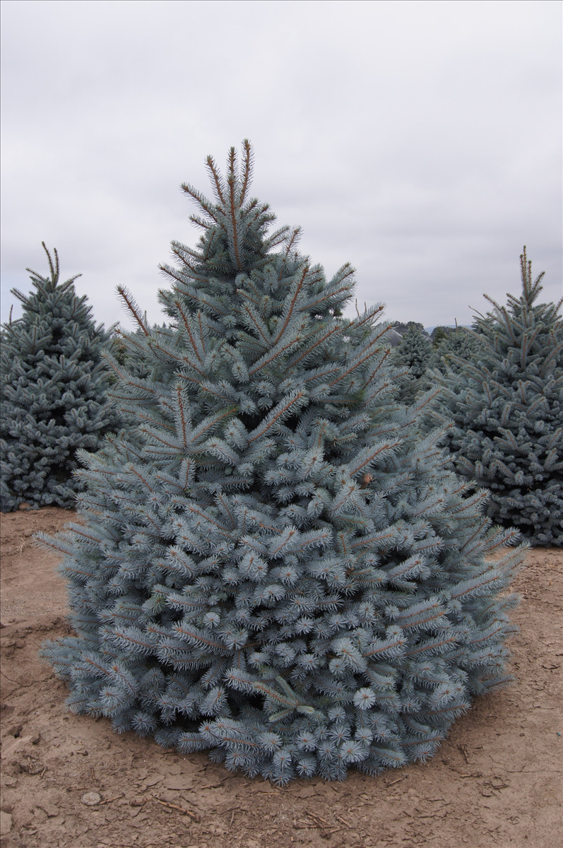 Picea pungens 'Blue Select'