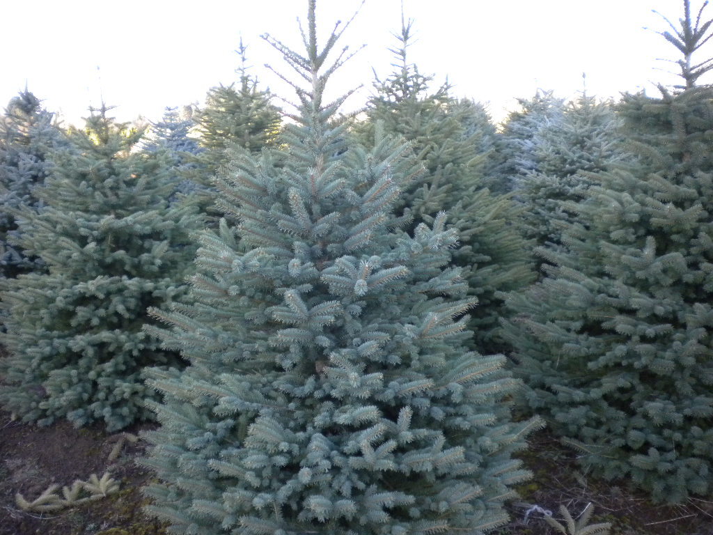 Picea pungens